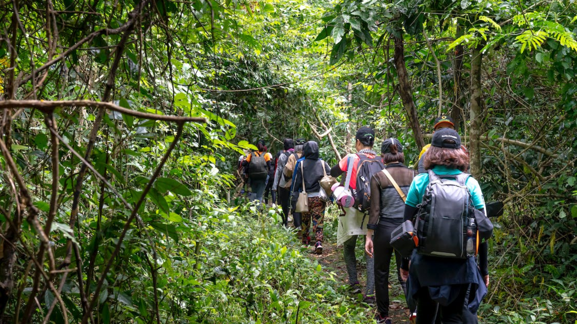 Jungle Trekking
