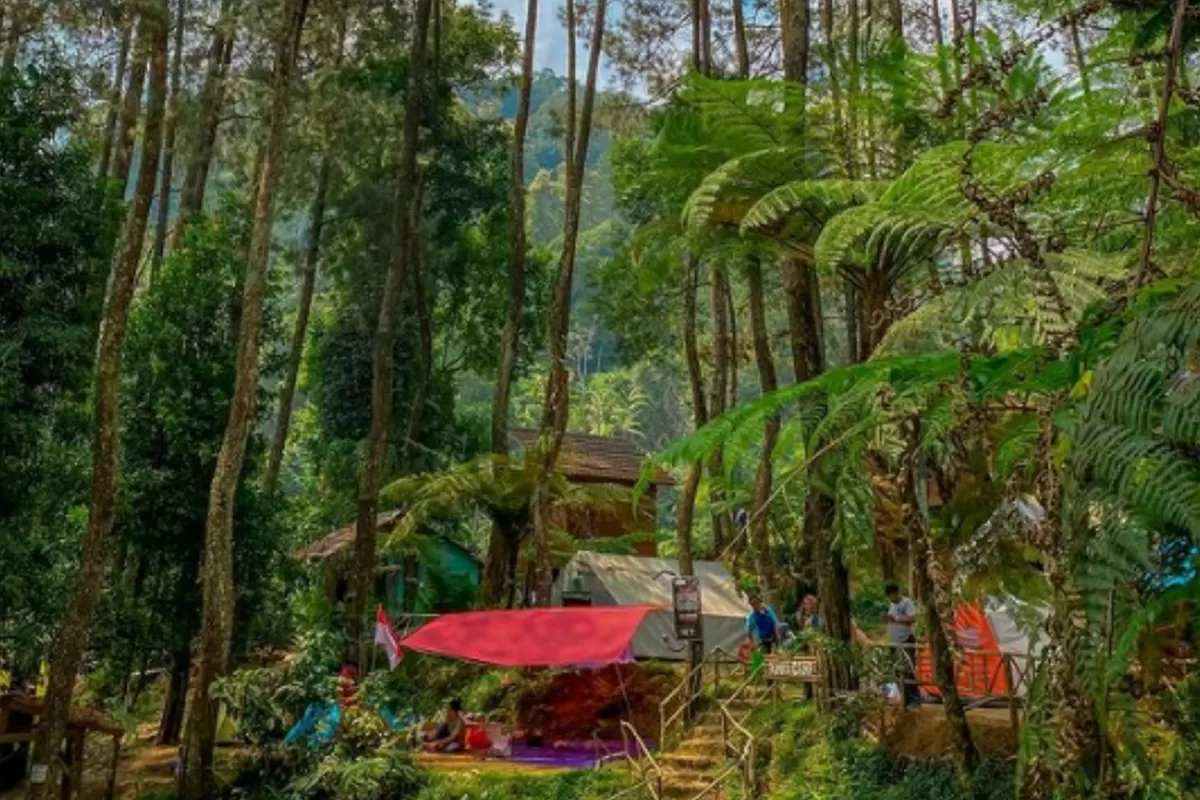 Hutan Rimba